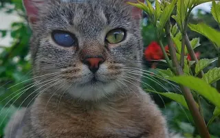 Pomôžte nám postaviť bezpečnú voliéru pre mačky bez domova