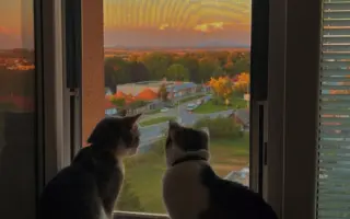 Salty bojuje o svoj tretí život – pomôžme mu vyhrať boj s FIP