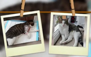 Pomôžme Dáši zachraňovať pouličné mačičky