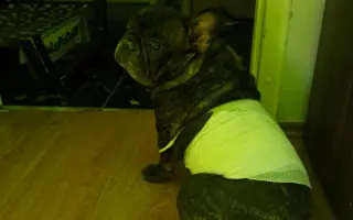 Pomôžme Julke zaplatiť za veterinárnu starostlivosť