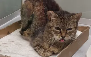 Pomôžme Dáši zachraňovať pouličné mačičky