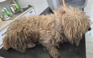 Pomôžte zastaviť utrpenie zvierat – kastrácie a veterinárna pomoc