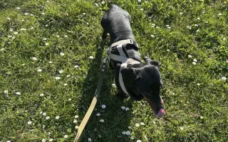 Dobby znovu chodí. Pomôžte mu opäť behať.