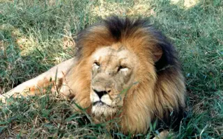 Podporte vydanie knihy a získajte darček - sugestívny príbeh z Kalahari