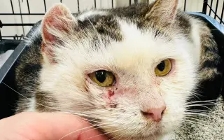 Pomôžme mačkám z Ružinova – 2. fáza pomoci