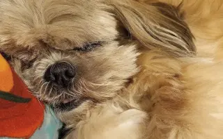 Pomôžte našim senior psíkom Shih-tzu dožiť dôstojný život