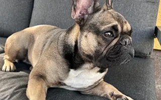 Pomôžme Lune aby chodila bez bolesti