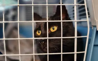 Pomôžme mačičke Černici zbaviť sa bolesti