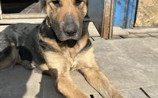 Pomôžte nám udržať  Farmu Happy - bezpečné miesto pre zvieratá