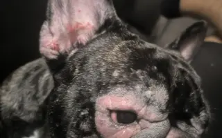 Pomôžme Minnie zastaviť bolesť a zachrániť jej zrak aj zdravie