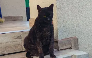 Pomohli ste Mačičkám u Larky zvládnuť náročné obdobie