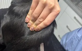 Podporte jarný vakcinačný program psov v osadách