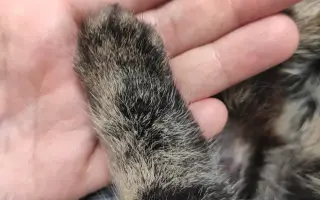 Pomôžte uhradiť náklady na liečbu najmilšieho Kocúra