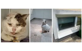 Pomôžme OZ Uličníci postaviť voliéru pre zachránené mačky z ulice