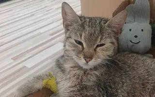 Pomôžme nájdenému mačiatku so zlomenou nohou