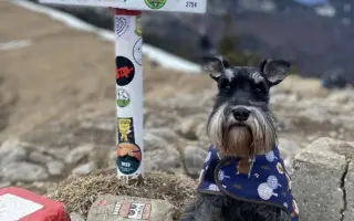 Ella - malý psík s veľkým srdcom, ktorý ešte nechce odísť