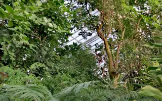 Znížme uhlíkovú stopu v Botanickej záhrade UPJŠ