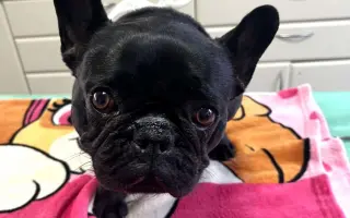 Vráťme Honey život, ktorý mala