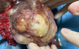 Pomôžme Anete dokončiť štúdium a stať sa veterinárkou