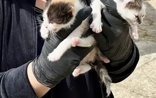 Pomôžte Bridget Mačičkovej vyrovnať veterinárny účet  a ďalej pomáhať mačičkám