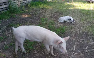 Chýba už len kúsok. Pomôžte nám presťahovať Azyl pre prasiatka a králiky.