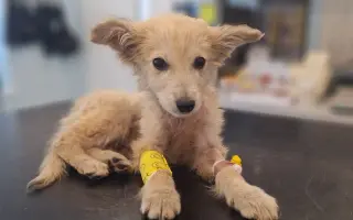 Zachráň život zvierat z osady | Podpor SOS Psíky / SOS Doggies