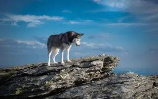 Nohy už nevládzu, ale srdce stále chce. Pomôžme Shaste.