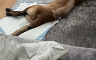 Pomôžte Lady znovu stáť na vlastných labkách