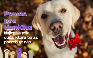 Hanička – srdce na štyroch labkách potrebuje pomoc