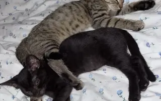 Podporte rozšírenie depozitu pre mačičky z ulice