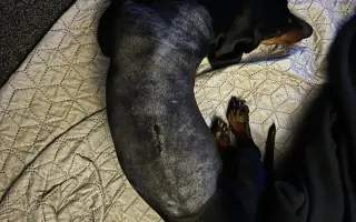Dobby znovu chodí. Pomôžte mu opäť behať.