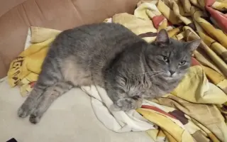 Pomôžme kocúrikovi Murovi (Tučkovi) poraziť FIP