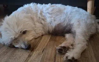 Pomohli ste Belke na ceste k liečbe a novému domovu