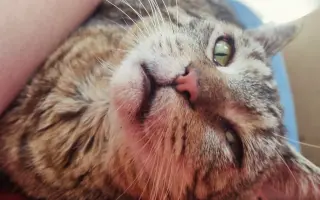 Pomôžte našim 18 zachráneným mačičkám prežiť ďalší mesiac