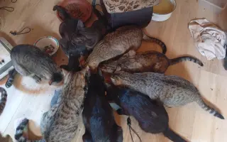 Pomôžme ochrániť 12 zachránených mačiek