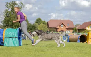 Nohy už nevládzu, ale srdce stále chce. Pomôžme Shaste.