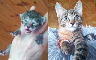 Horský Ranč – domov pre zvieratá, ktoré nikto nechcel