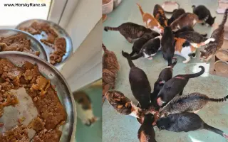 Horský Ranč – domov pre zvieratá, ktoré nikto nechcel