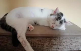 Zachráňme Miniho a dajme šancu aj tým, čo prídu po ňom Zachráňme Miniho a dajme šancu aj tým, čo prídu po ňom