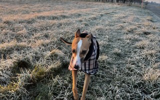 Pomôžme Caroline a jej majiteľovi s úhradou veterinárnych nákladov