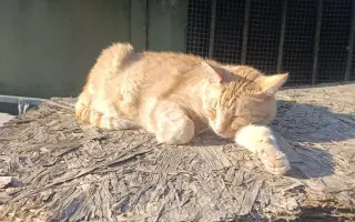 Pomôžte Garfieldke znovu jesť bez bolesti
