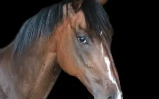 Pomôžte nášmu koníkovi Armanimu postaviť sa späť na nohy