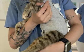 Podporte rozšírenie depozitu pre mačičky z ulice