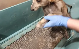 🧱 Pomôžte nám postaviť nový plot = viac bezpečia a slobody 🐾🐾