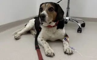 Pomôžme Portosovi – mušketierovi, vybojovať jeho najťažší boj