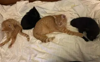 Podporte rozšírenie depozitu pre mačičky z ulice