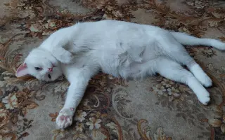 Pomôžme kocúrikovi s dýchacími ťažkosťami