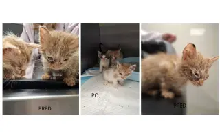 Pomôžme OZ Uličníci postaviť voliéru pre zachránené mačky z ulice