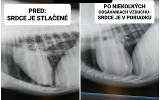 Pomôžme Ebbie po zrážke s autom