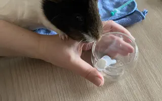 Pomohli ste Mozzarellke podstúpiť operáciu